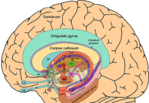 Stimularea electrică transcraniană în cadrul manifestărilor discomportamentale mediate de către circuitele fronto-subcorticale și sistemul limbic